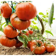 Редкие сорта томатов Семен Безголовый